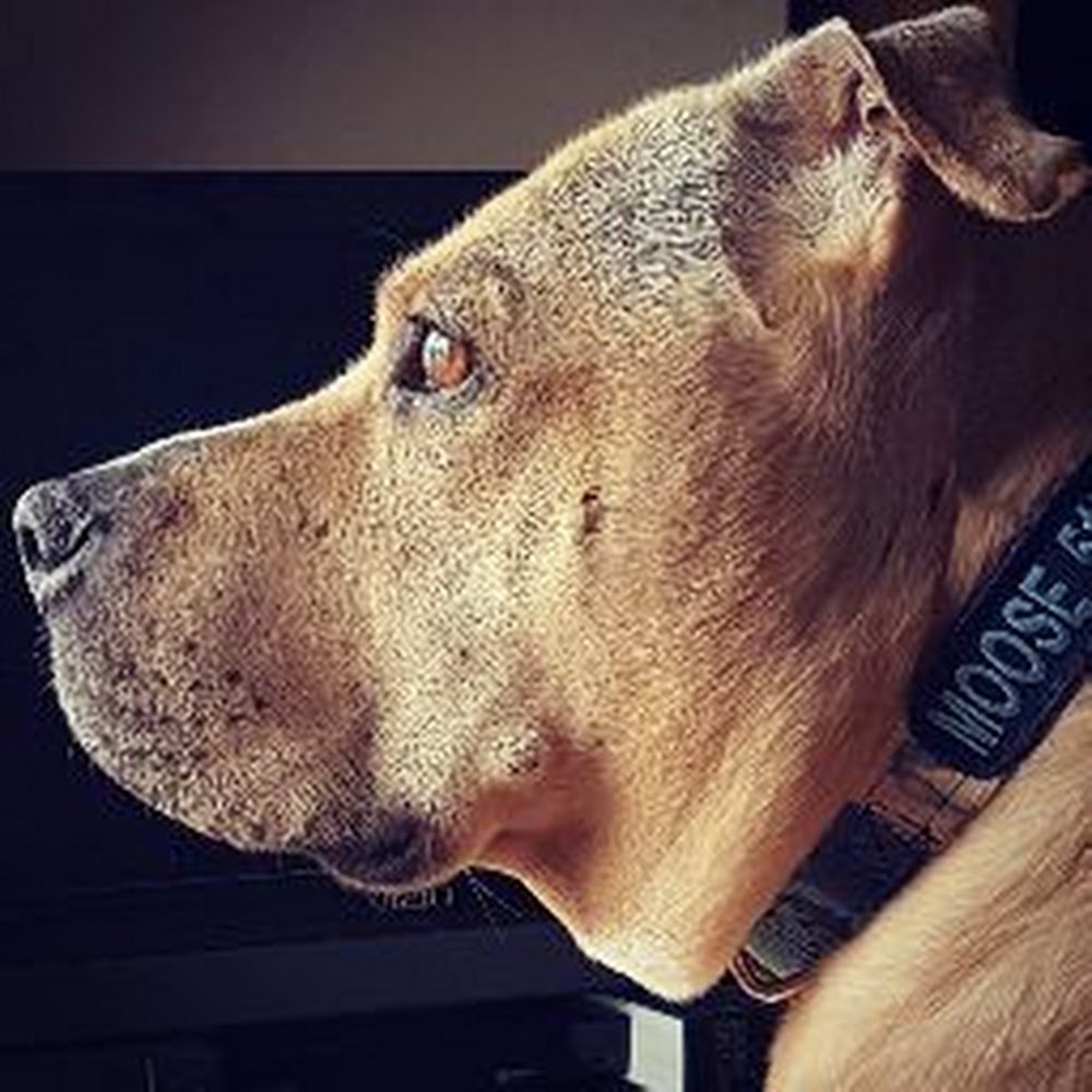 Meet your Posher, Sydney